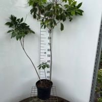 PM000109409