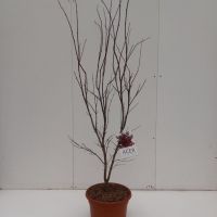 PM000114203