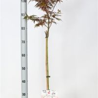 PM000115055
