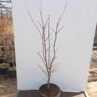 PM000115466