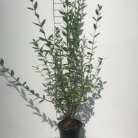PM000115955