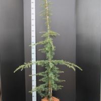 PM000119676