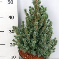 PM000135258