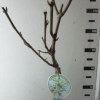 PM000148334
