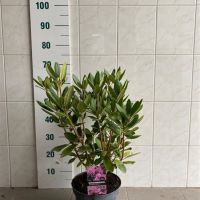 PM000170058