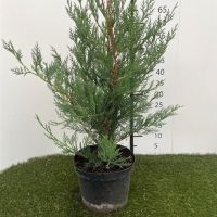 PM000181599