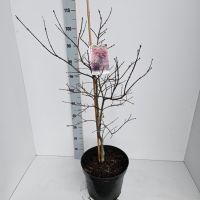PM000182846