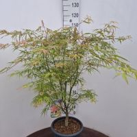 PM000183790