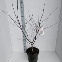 PM000187051