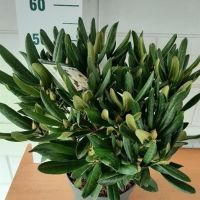 PM000188133