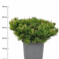 PM000189283