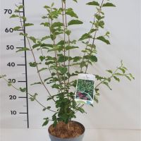 PM000192328