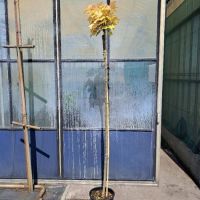PM000193427