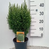 PM000196500