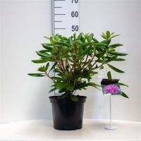 PM000202297