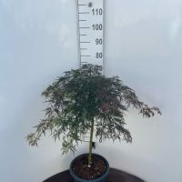 PM000202426