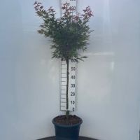 PM000202433