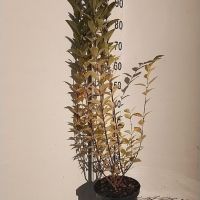 PM000204871