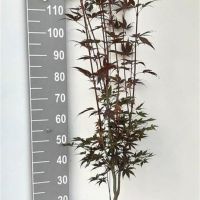 PM000205515