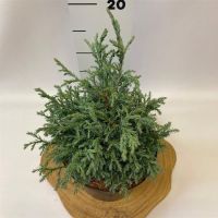 PM000205885