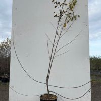 PM000222565