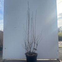 PM000222611