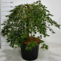 PM000233589