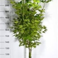 PM000233612