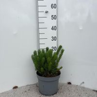 PM000234118