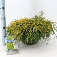PM000242766