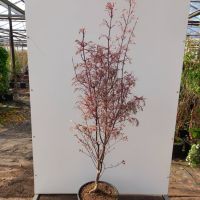 PM000243417