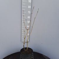 PM000250294
