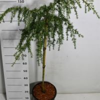 PM000250879