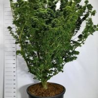 PM000255405