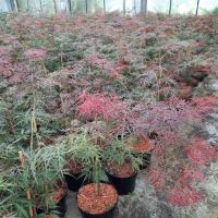 PM000260063
