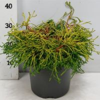 PM000269475