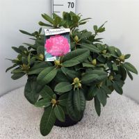 PM000275725