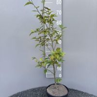 PM000276552