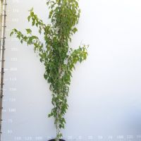 PM000282669