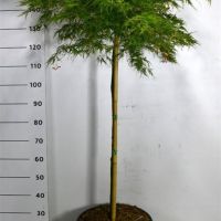PM000282798