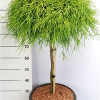 PM000286024