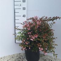PM000289761