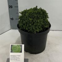 PM000290540