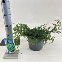 PM000293730