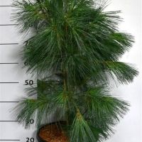 PM000293997