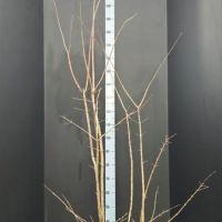 PM000294067