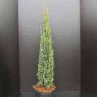 PM000294252