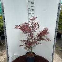 PM000294801