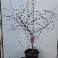 PM000294802