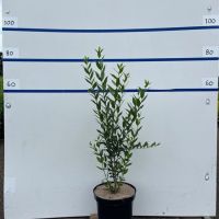 PM000295557